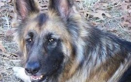 Close Up - A black and tan German Shepherd is laying in a field with dried fallen leaves around him and looking back at the camera. Its mouth is open