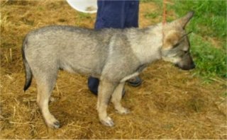 Close Up - D.Jay the Coydog puppy is standing in hay and looking down. There is a person next to him