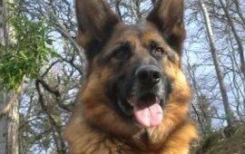 Close Up - The head of a black and tan German Shepherd in the woods. Its mouth is open and its tongue is out