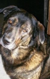 Close Up upper body shot - A black and brown German Sheprador is standing in front of a door.