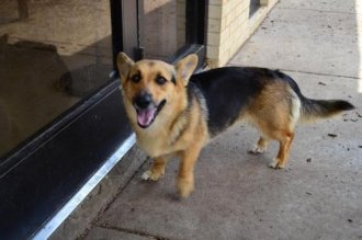 Corgi Shepherd Mix