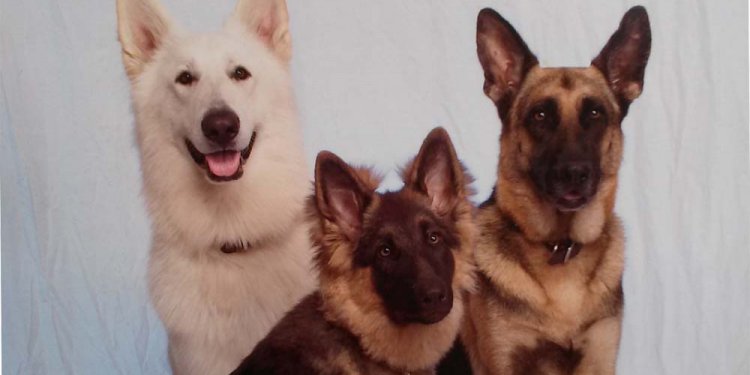 Pictures of German Shepherd Pups