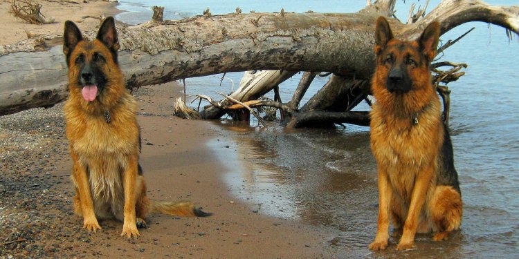 German Shepherd puppies for sale by owner