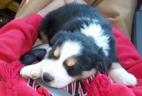 Cully the Border-Aussie puppy sleeping in the lap of a person