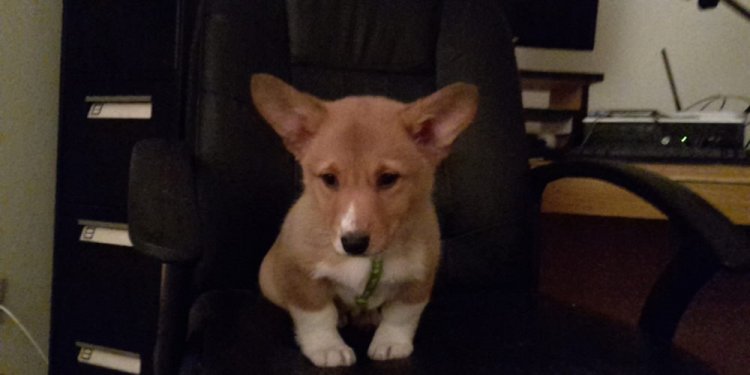 German Shepherd Breeder Reviews