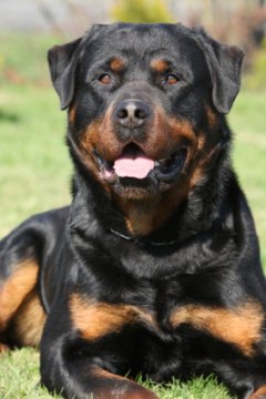 Dangerous Dogs: Rottweiler