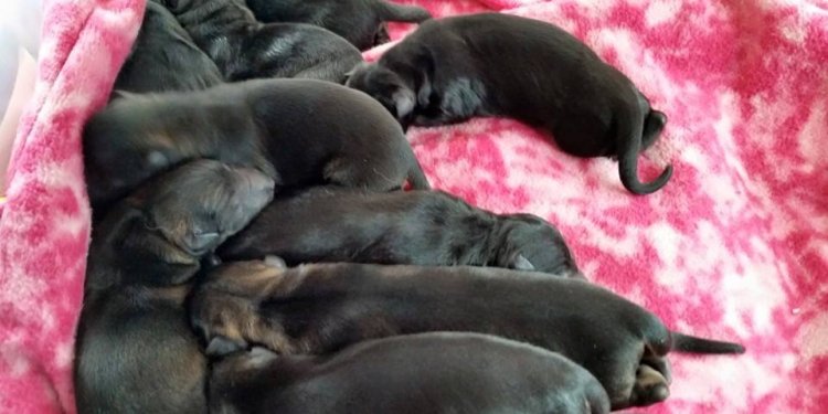 Black Shepherd puppies for sale