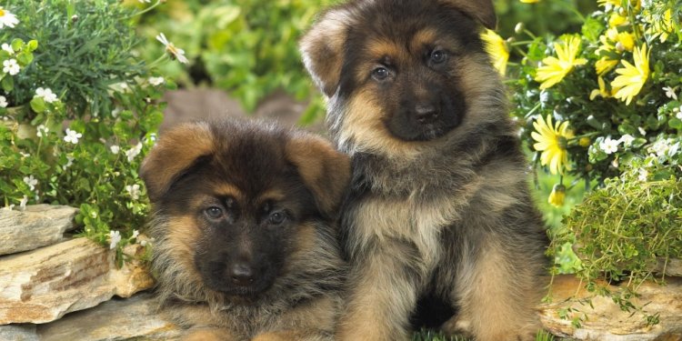 German Shepherd dogs images