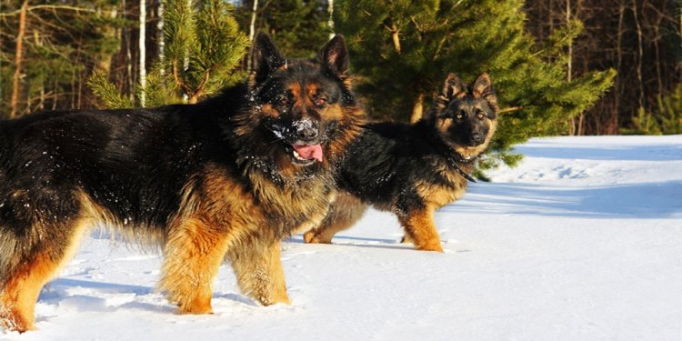 Pictures of Shepherd dogs