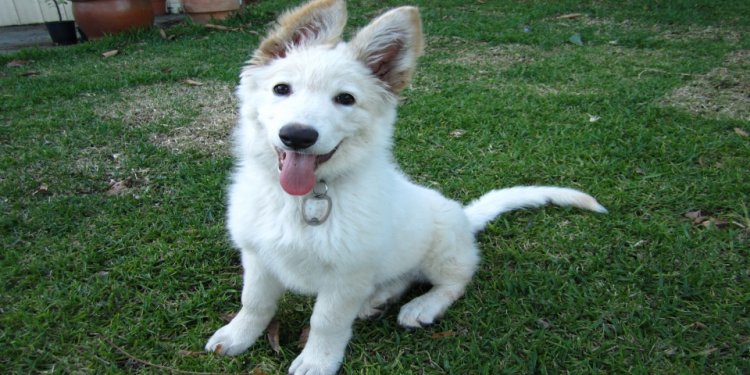 WHITE~German Shepherd Puppies~