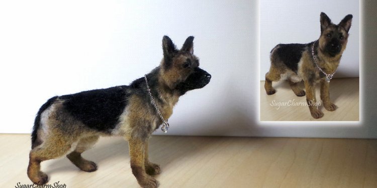 Miniature German Shepherd