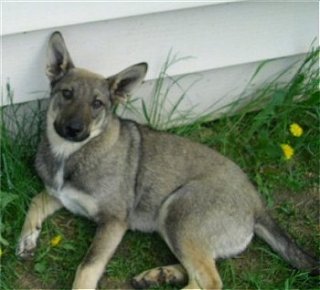 D.Jay the Coydog puppy is laying in the grass with yellow dandelions around him leaning against a white house and looking up at the camera holder