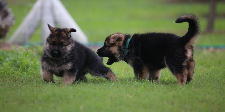 White German Shepherd Dog Breed