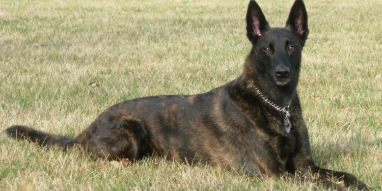Dogs breeds that look like German Shepherds
