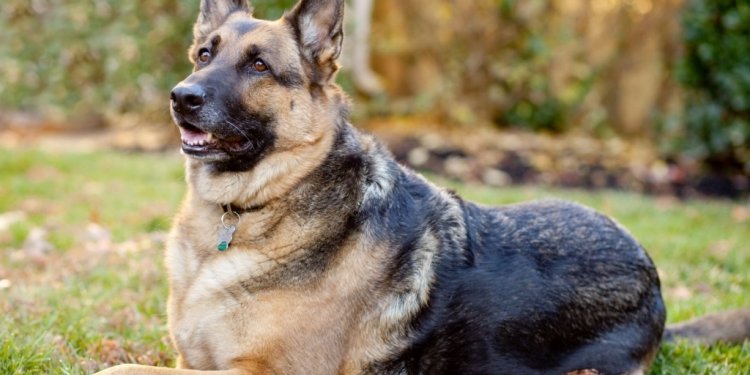 Photos of Alsatian dogs