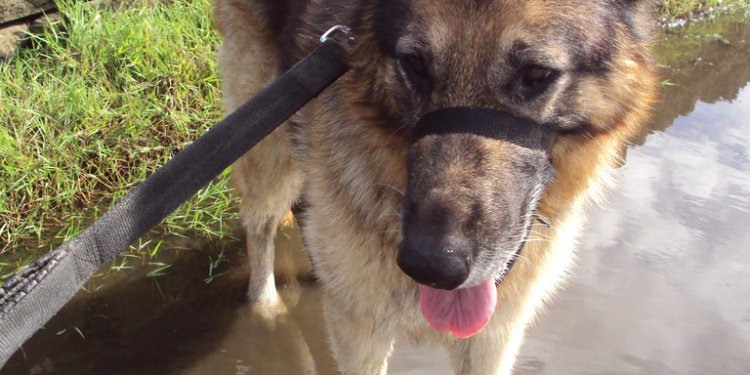 Black German Shepherd with brown feet