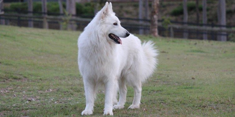 White Shepherd temperament