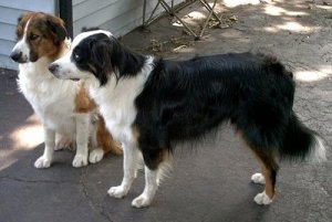 English Shepherd dog breed