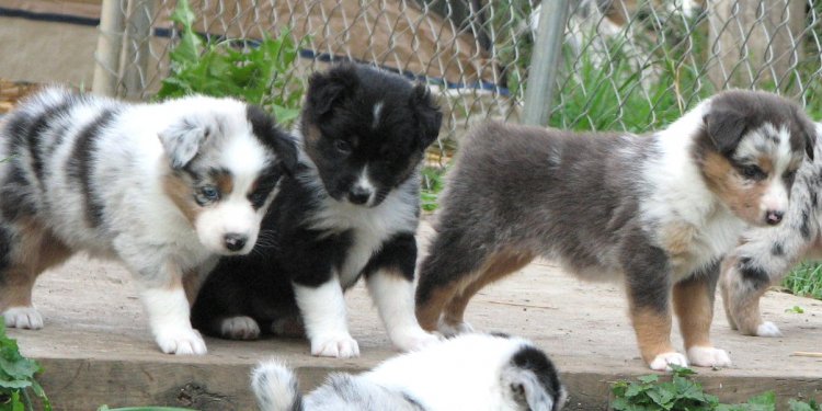 Black Shepherd Dogs