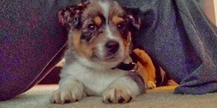 Shepherd puppy mix