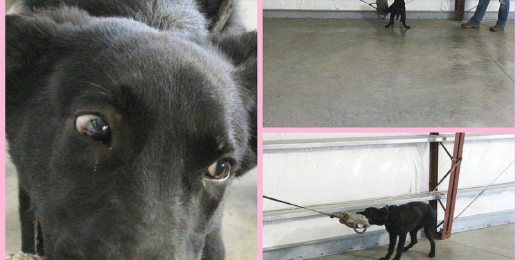 German Shepherd dogs for sale in Ohio