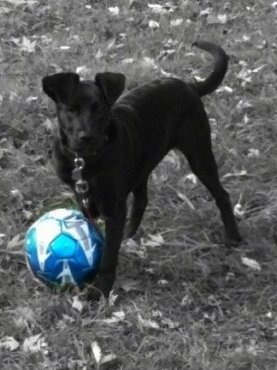 Front side view - A black Labrador Mix is standing in grass and there is a blue soccer ball in front of it. It is looking forward.