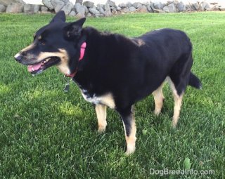 Front side view showing off its one brown eye- A black with tan German Shepherd/Siberian Husky mix is wearing a hot pink collar standing in grass and it is looking to the left. Its mouth is open and its tongue is out. There is an old farm style rock wall behind it.