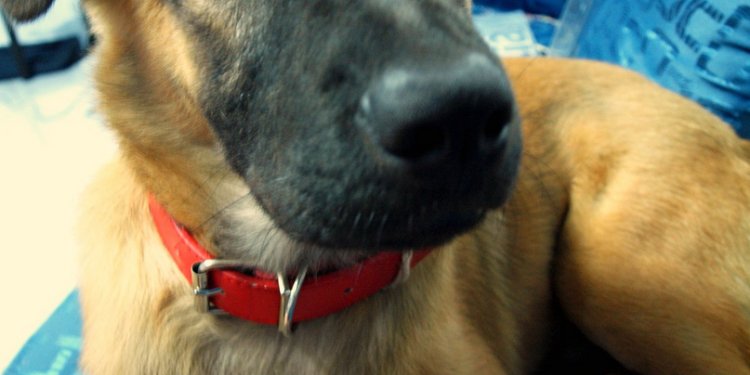 Alsatian Dog puppy