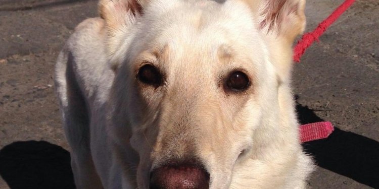 German Shepherd Rescue dogs for adoption