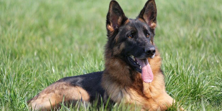 Purebred German Shepherds