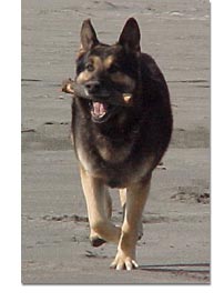 German Shepard