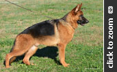 German Shepherd