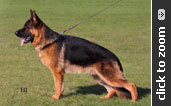 German Shepherd