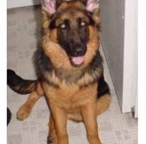 german shepherd