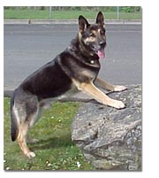 German Shepherd
