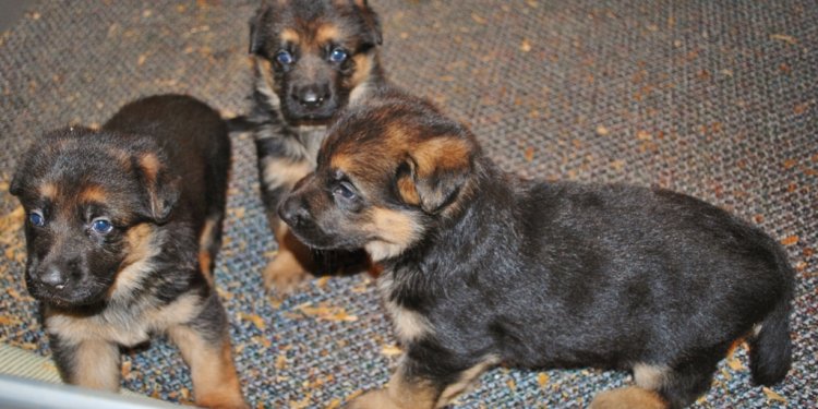 Old German Shepherd Dog breeders