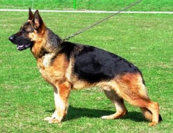 german-shepherd