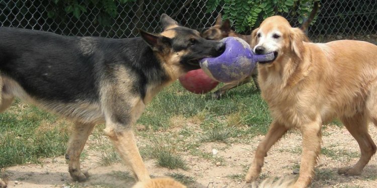 German Shepherd Golden Retriever mix puppies
