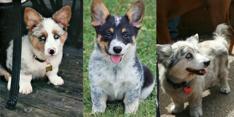 German Shepherd mix Dogs