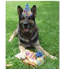 German Shepherd celebrating birthday
