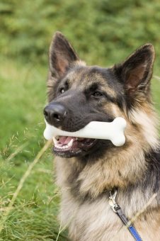 German shepherd coats come in three types: rough coat, long hair and long rough coat.