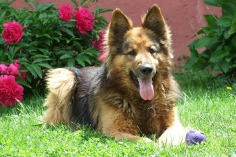 German Shepherd common health problems _ long hair GSD resting on grass