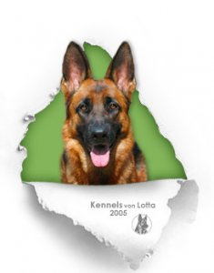 German Shepherd dog