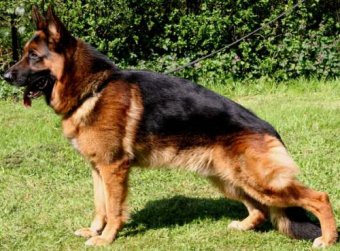 german shepherd dog