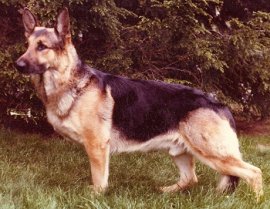 German Shepherd dog breed