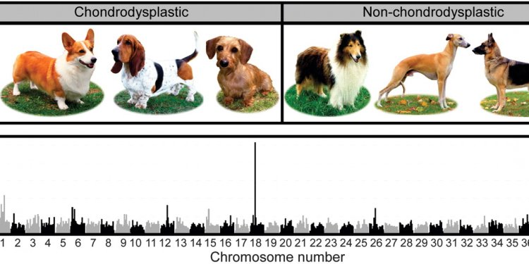 Alsatian Dog information