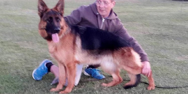 German Shepherd Federation