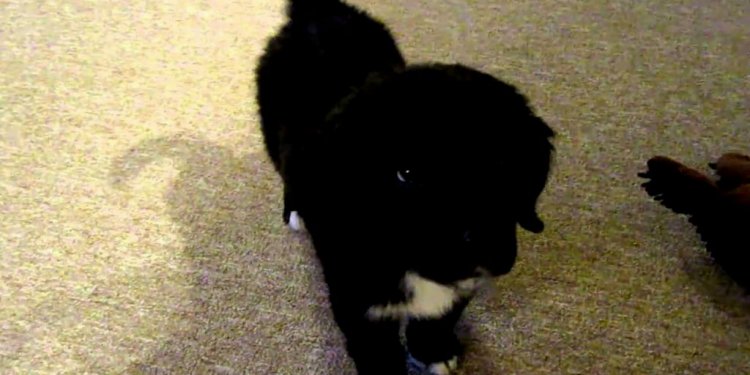 German Shepherd Lab mix puppies Sale