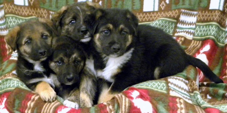 German Shepherd Lab mix puppies