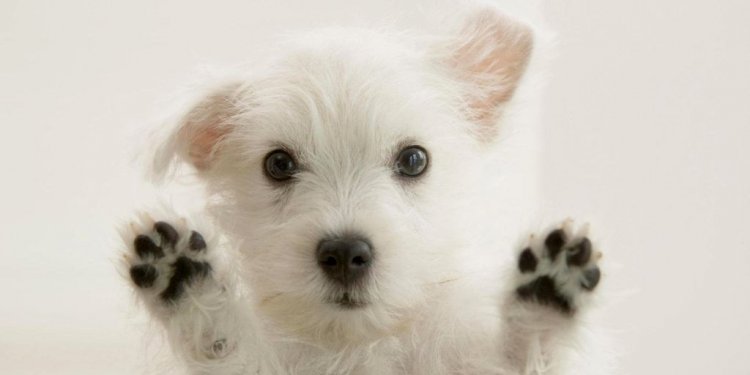 German Shepherd Labrador mix puppies for Sale